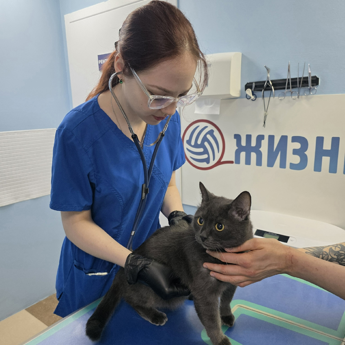 Кот Томас на вакцинации в ветеринарной клинике в Калуге Жизнь