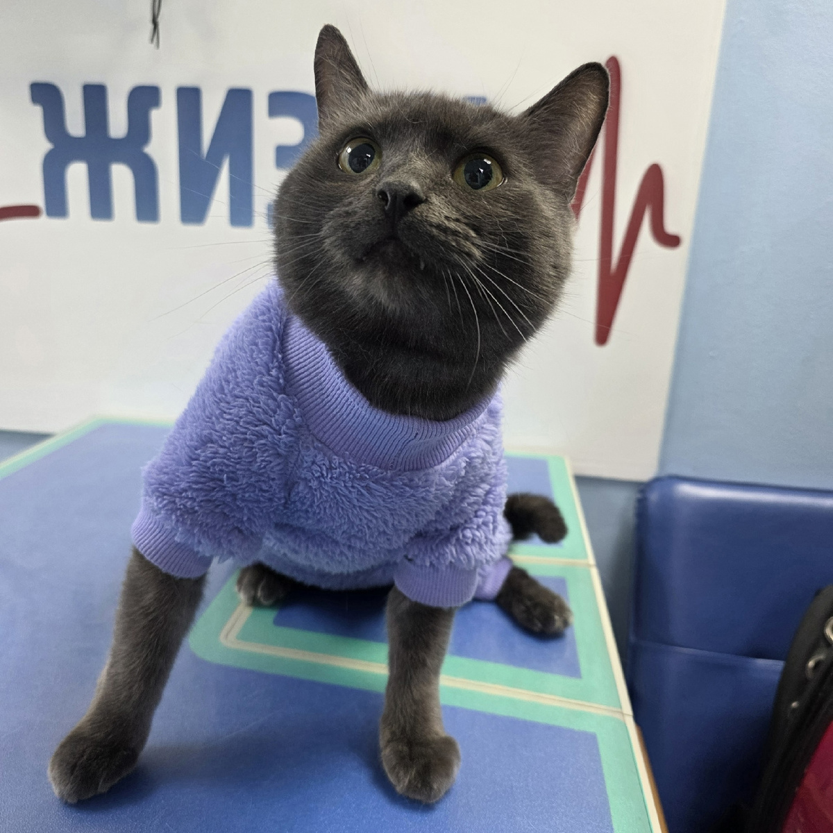 Кофта для кота, чтобы Томас не замерз после прививки 