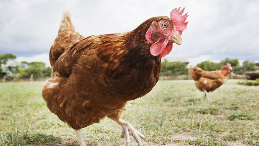   Gettyimages.ru Anthony Lee