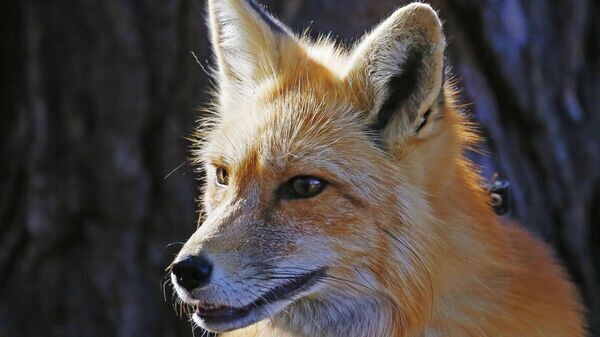    © Sputnik / Илья Наймушин