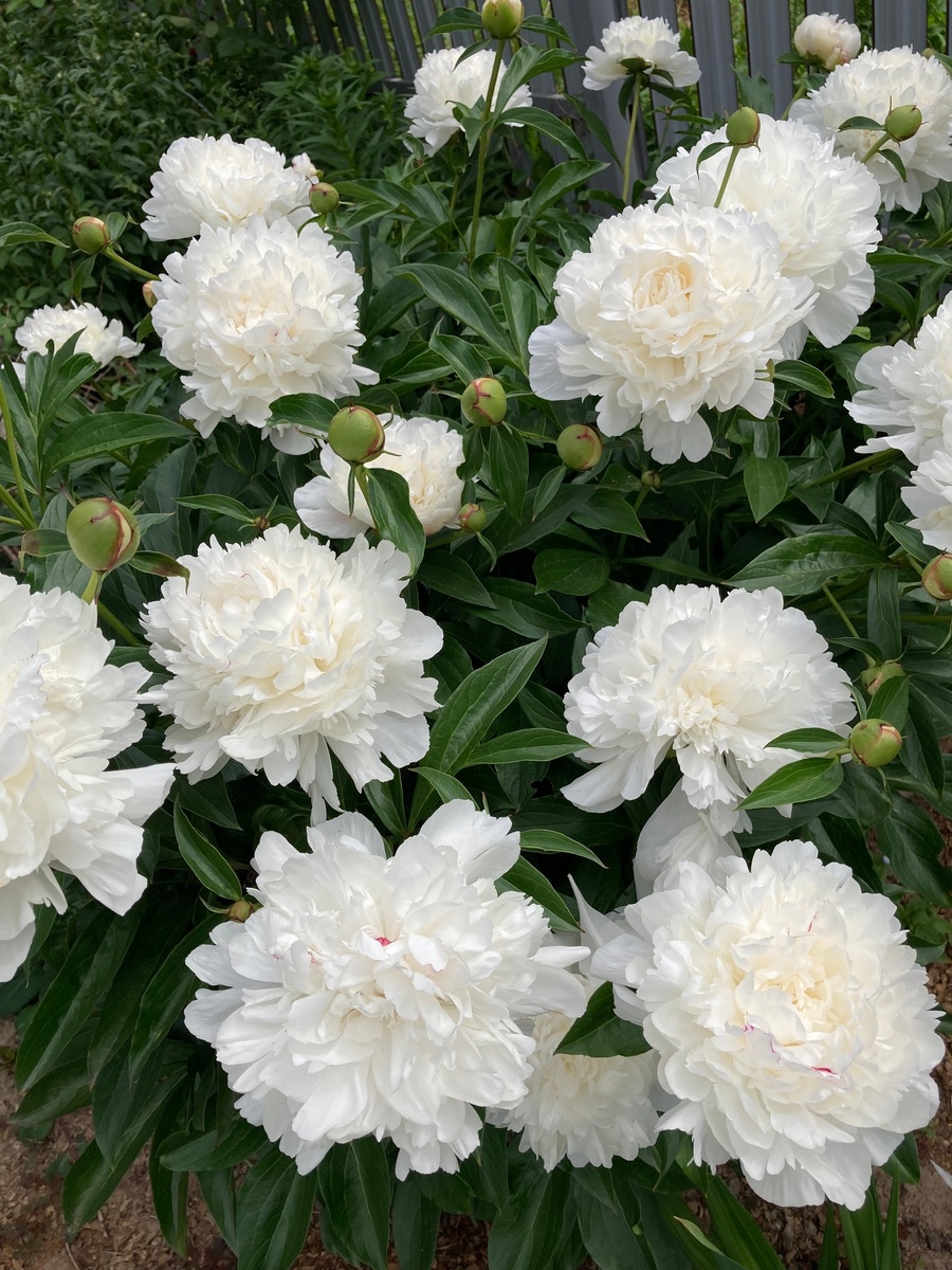 Фестива Максима