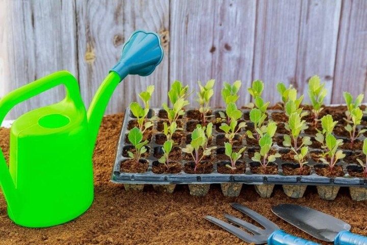 Обработка рассады капусты от болезней и вредителей