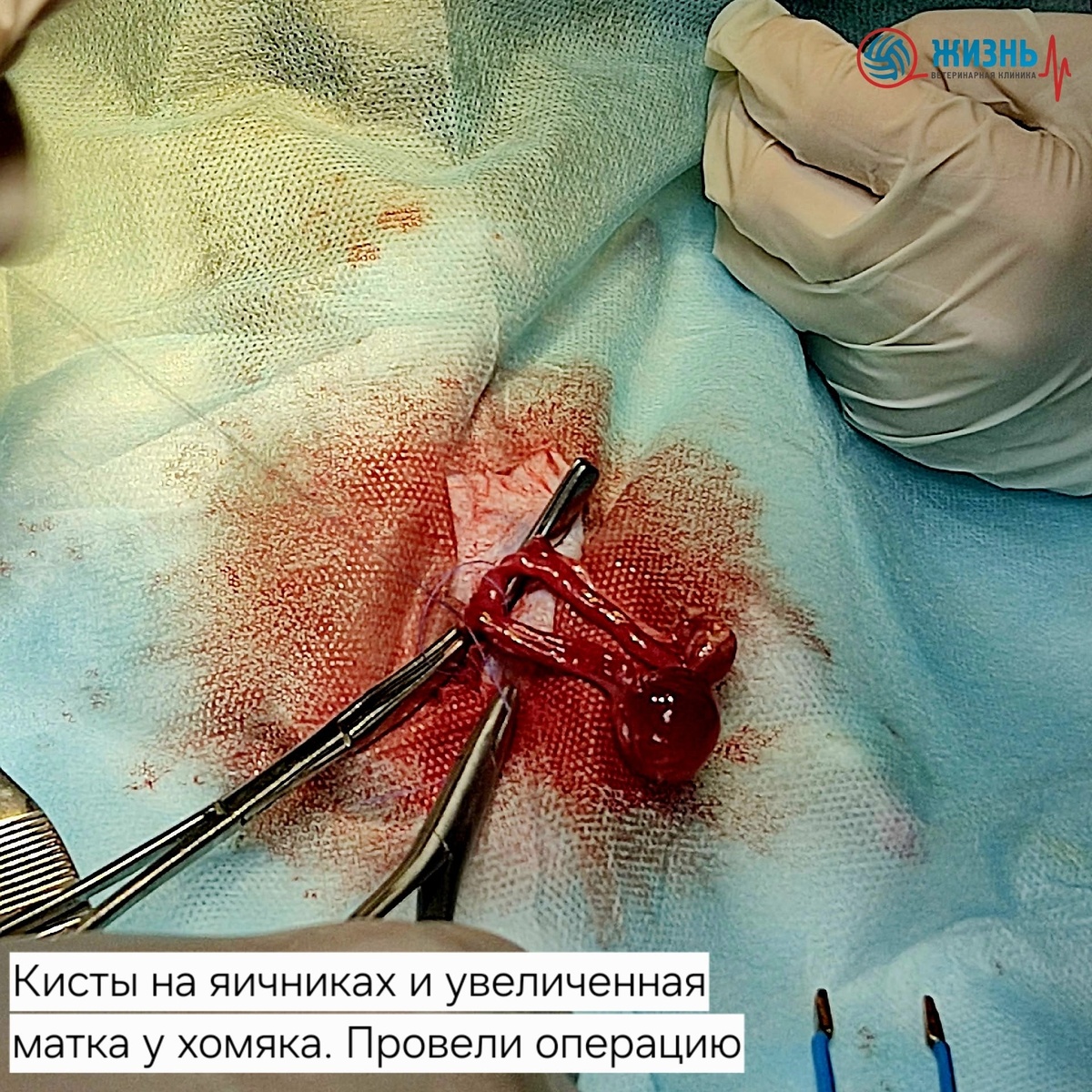 Кисты на яичниках у хомяка 