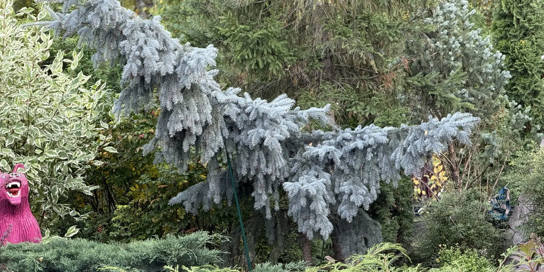 Ель «Блюз»: довольно редкий сорт с плакучей кроной в моем саду