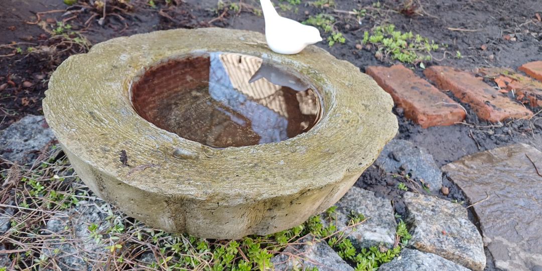 ОГОРОД читай - ДОРОГО и другие открытия в саду