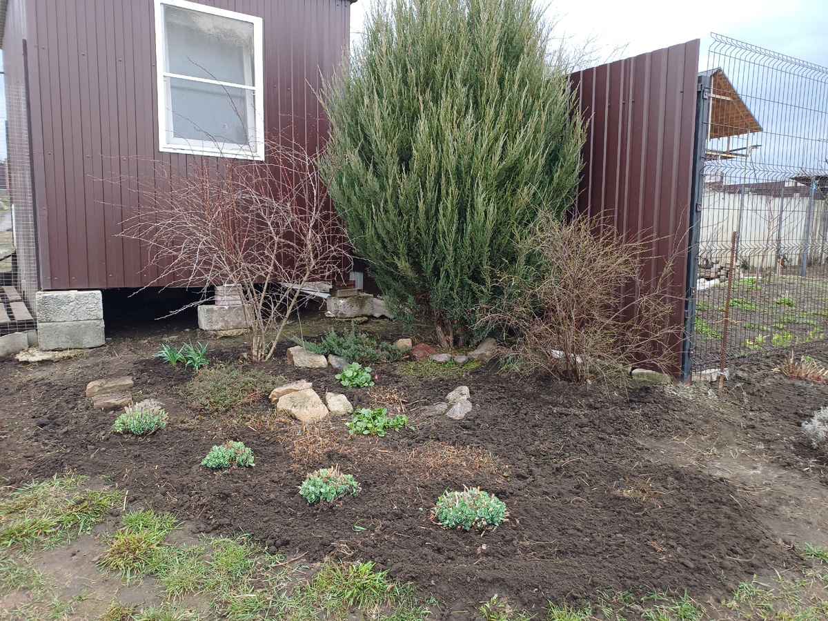 Пока чистишь цветники о чём-то думаешь. Мои мысли были с этим можжевельником: стоит ли его подстричь или пусть дальше спокойно растёт? А чем бы закрыть эту дыру между курятником и землёй? Фото автора.