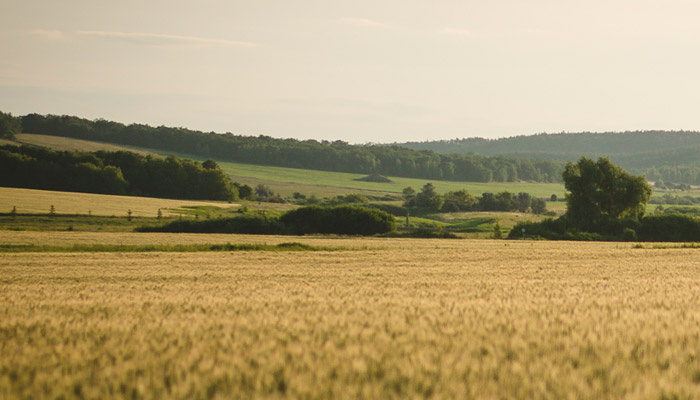 Лучше все проверить при покупке земли, чем потом терять время, нервы и деньги. Фото: 1MI