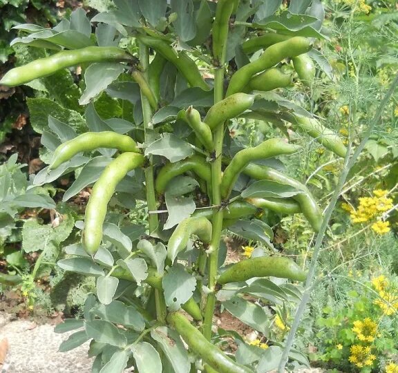 С бобами голодным не останешься!