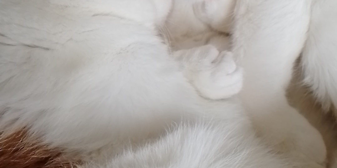 Пирожбек, Матильда Моисеевна и Маума Урурур