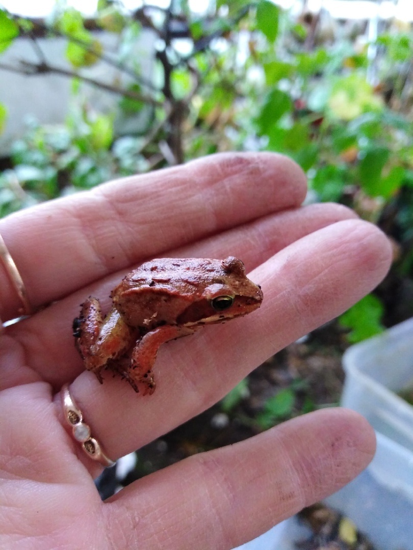 Фото из моего личного архива оранжерейных фотографий. Ни одна настоящая лягушка не пострадала. Я их очень люблю).