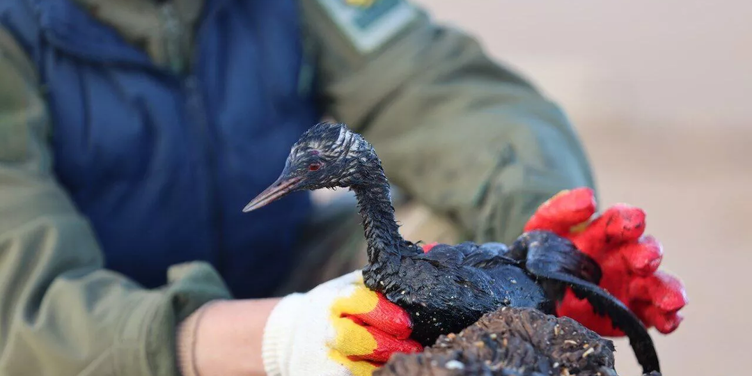 Чем опасен разлив нефти в море?