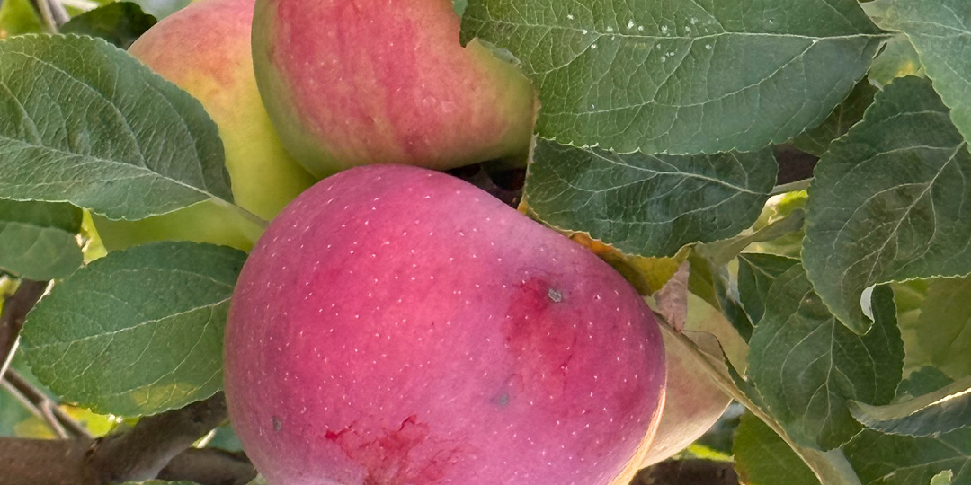 Мне он никто, только детям отец