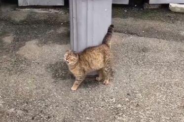 Одна беременная кошка, рынок и пачка вискаса