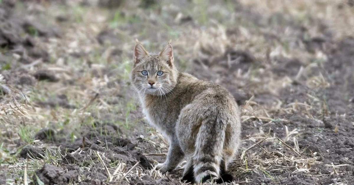 Источник: https://pikabu.ru/story/kitayskaya_koshka_zakalyonnyie_boytsyi_s_vyisotyi_5000_metrov_kotyivyizhivalshchiki_s_vershin_tibeta_o_kotoryikh_malo_chto_izvestno_9435467