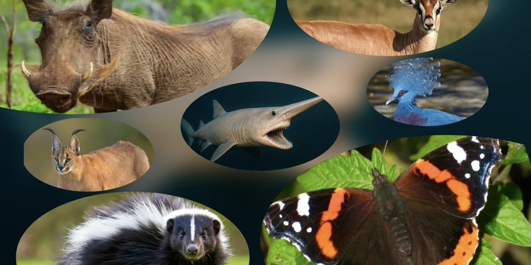 Увлекательный тест: Как называется это ЖИВОТНОЕ?