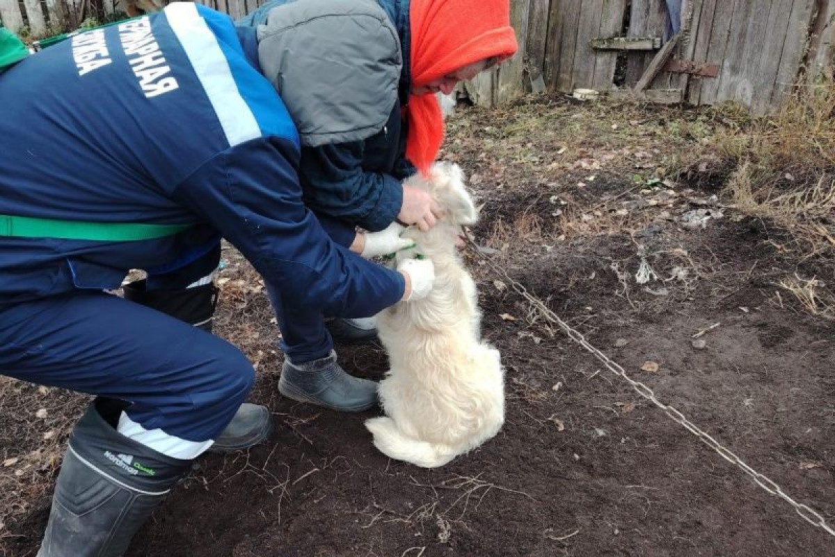    Фото: Госкомитет по ветеринарии Мордовии, источник: e-mordovia.ru