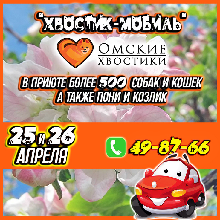 500 сердец, которые уже пережили предательство и теперь мечтают лишь о базовых вещах: полной миске и ощущении, что они кому-то нужны.