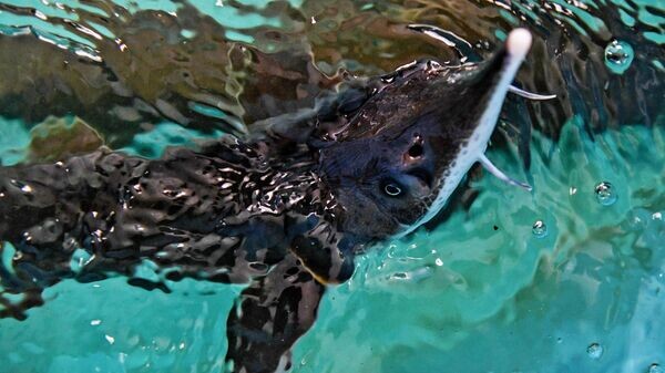    © Sputnik / Александр Кряжев