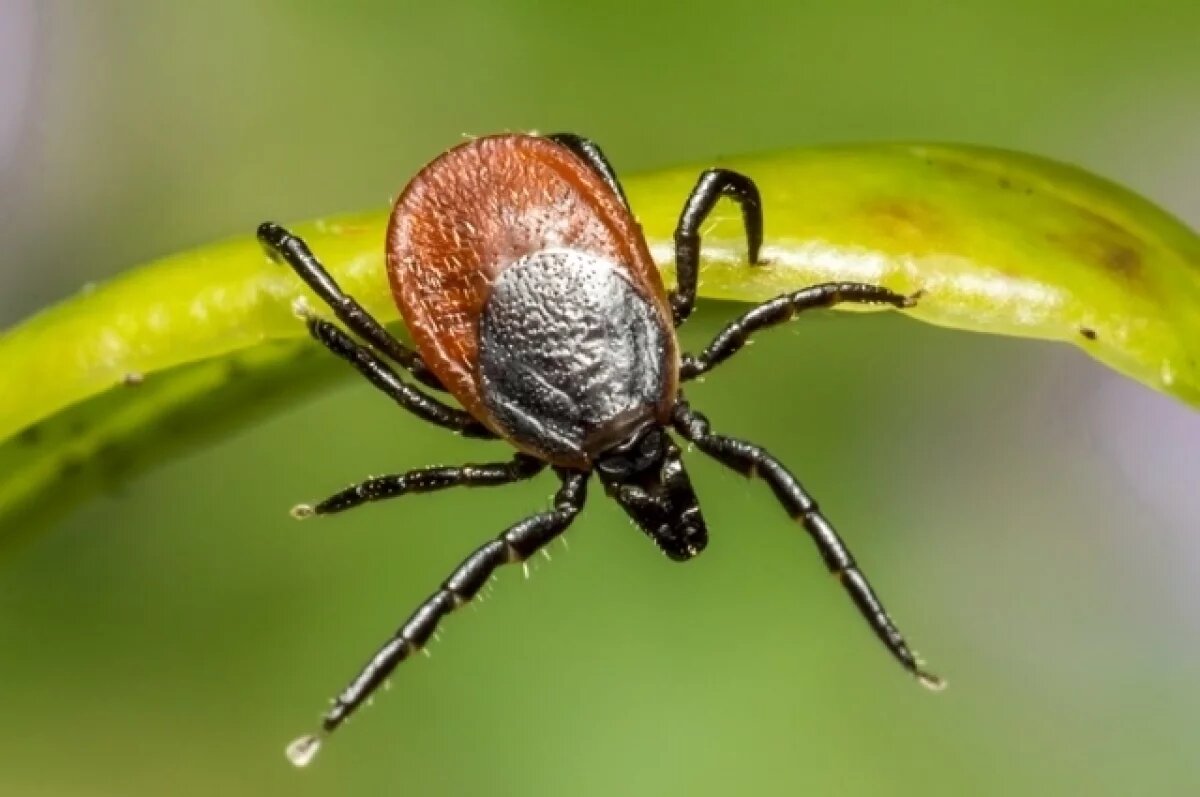    Нижегородцам напомнили о бесплатной прививке от энцефалита