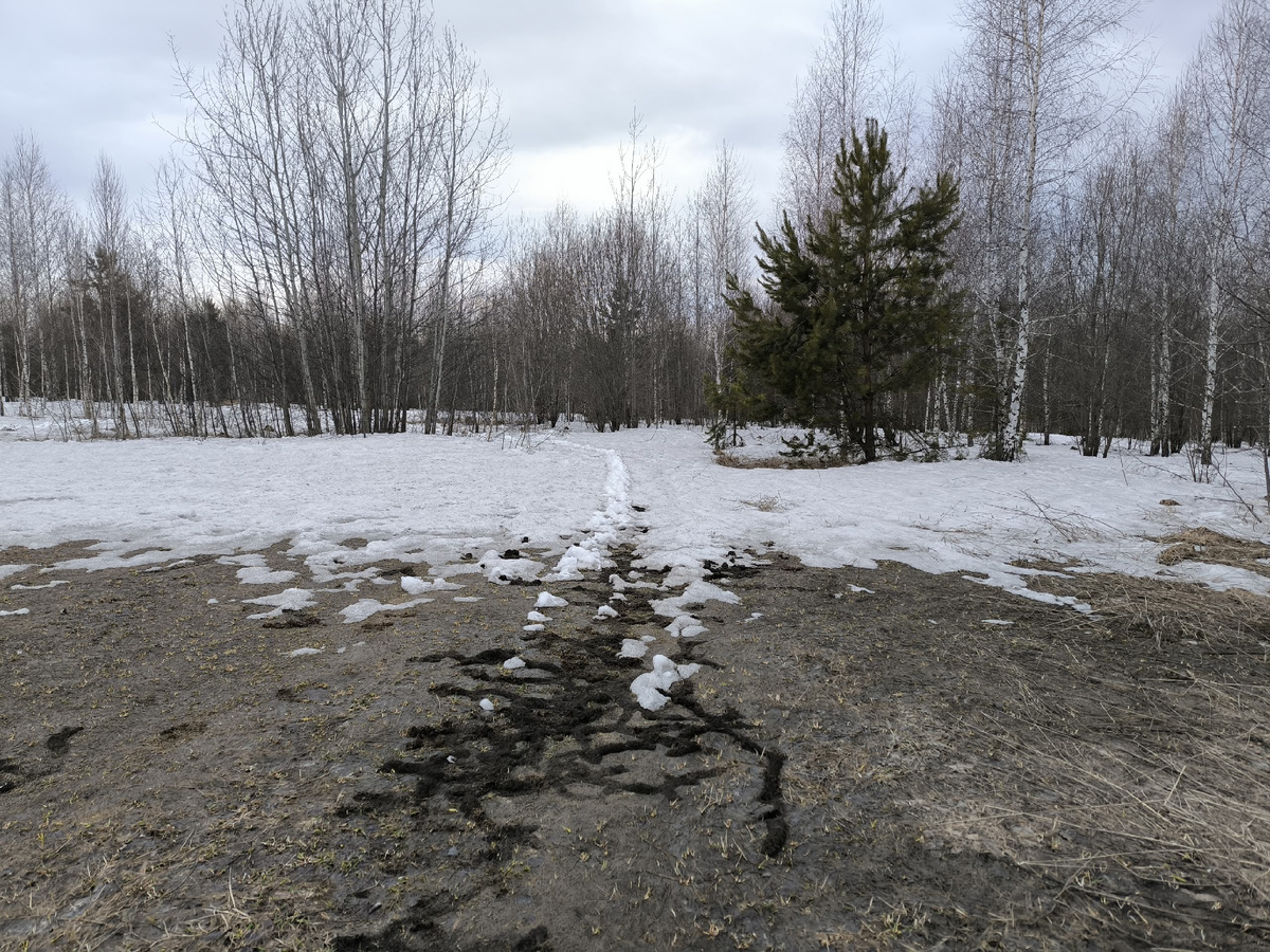 Подснежные мышиные ходы вытаяли затейливыми узорами. Фото Олега Долгина 15.04.26