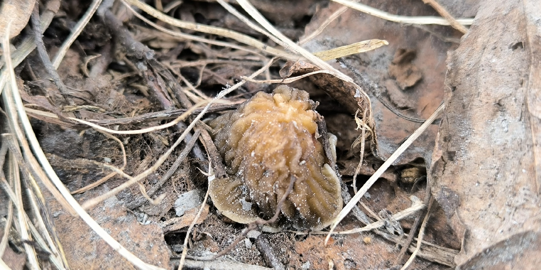 В Сибири найден первый настоящий гриб сезона 2026. Это - сморчковая шапочка. Кемеровская область 15.04.26