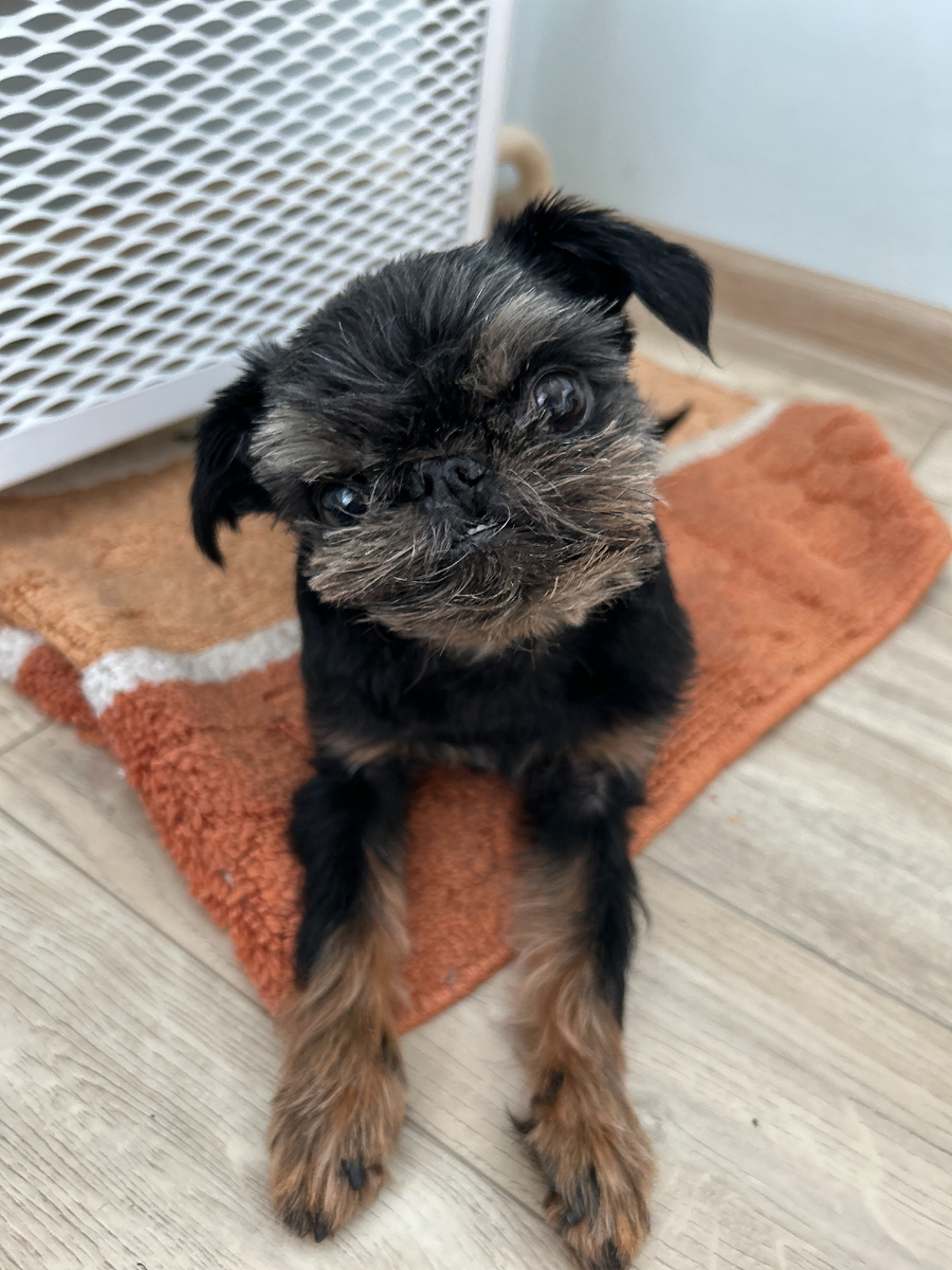 Клёпа после стрижки