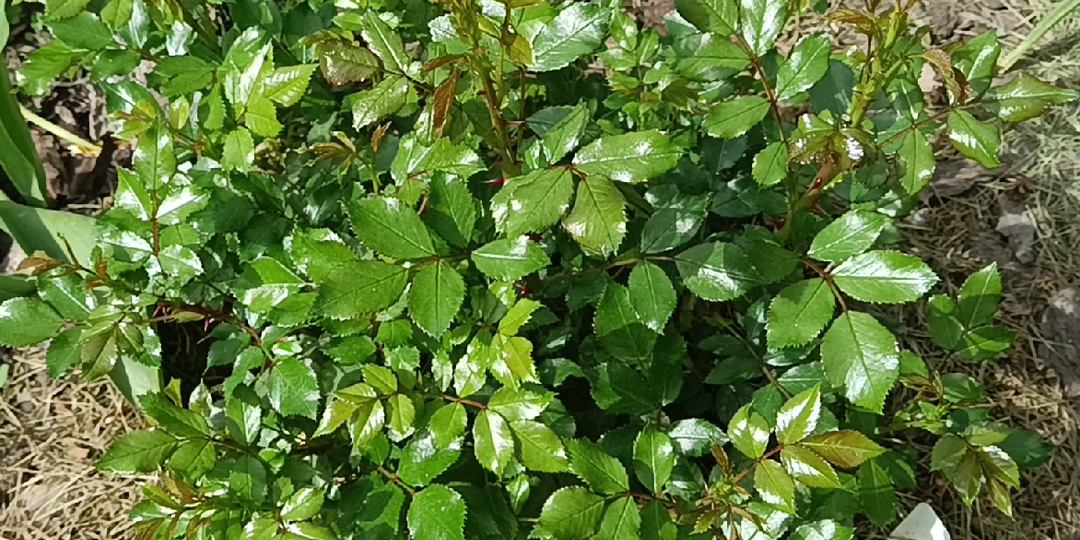 РОЗЫ И СЫВОРОТКА. КАК ОБРАБОТАТЬ?