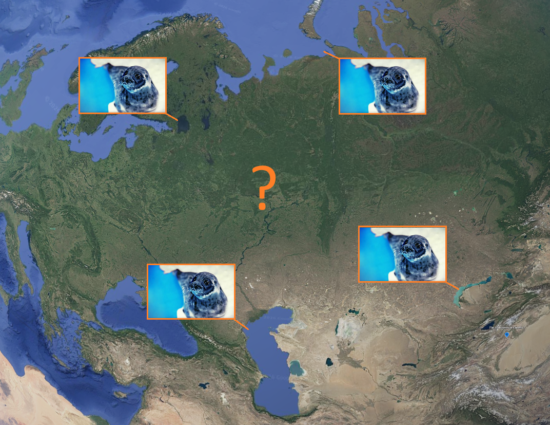 Реликты древних морей: Как нерпа оказалась в сердце Евразии?