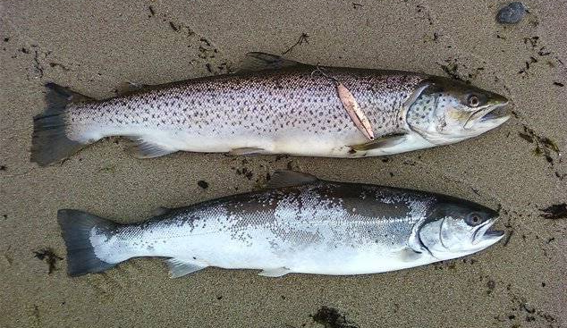 Каспийский лосось