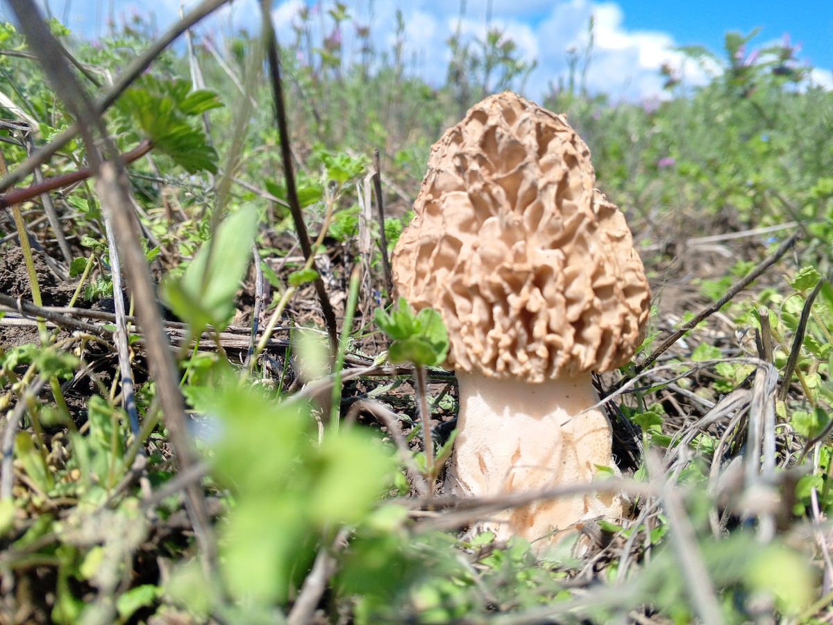 Степной сморчок. Фото авторов