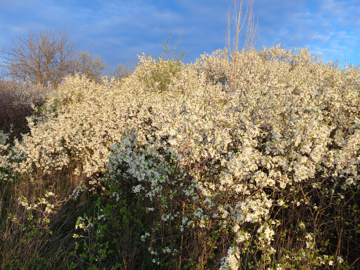 Заросли терна. Фото авт