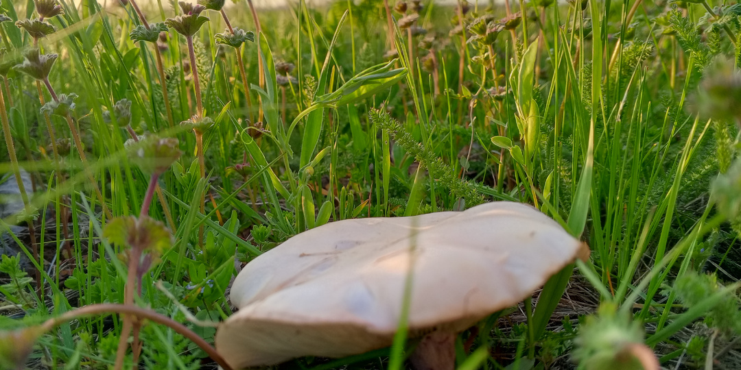 Первая синеножка нового грибного сезона