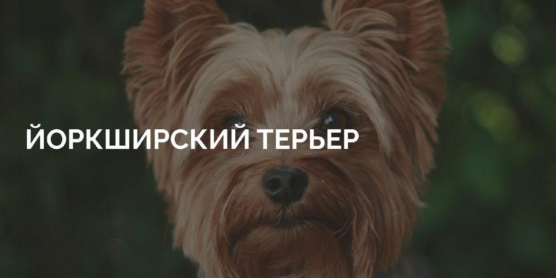 Ваш первый йорк? 5 вещей, о которых молчат заводчики, но которые вы обязаны знать