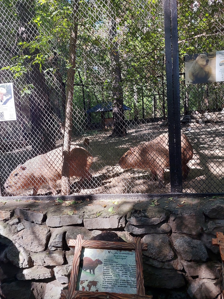Капибары