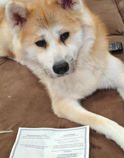 Кажется, самый строгий инспектор документов живёт вовсе не в ГИМС, а дома у нашей обучившейся