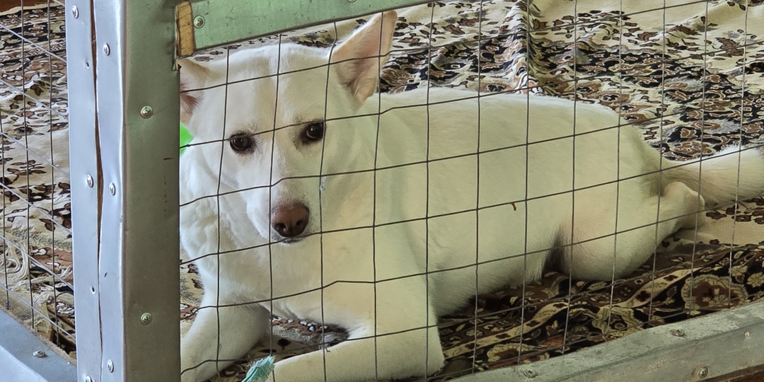 Весна стучится в двери метелью.