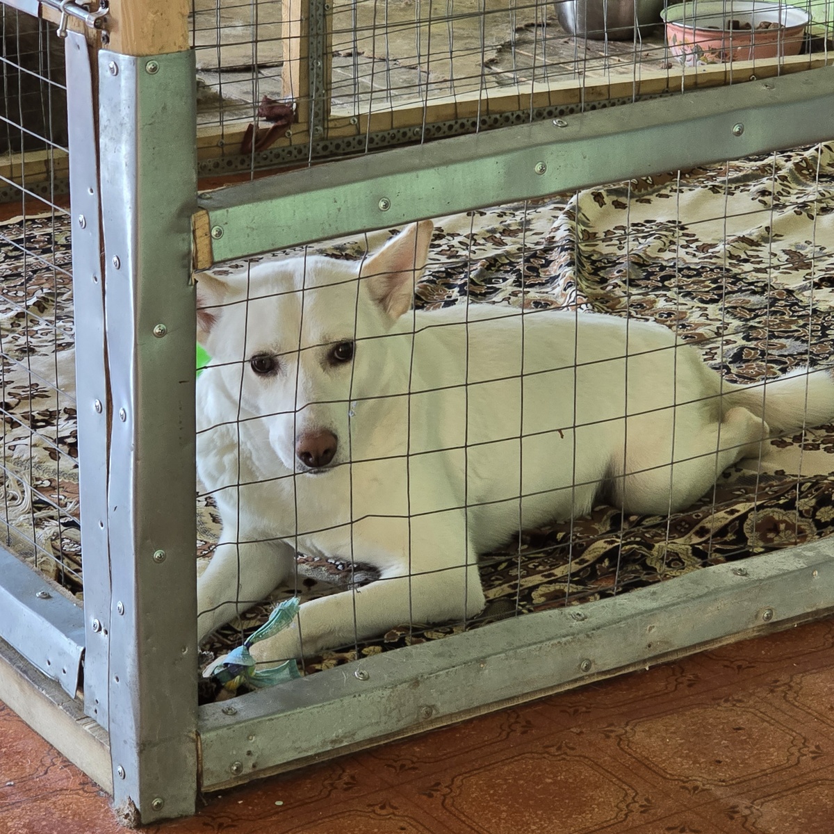 Марта в коляске смотрит с надеждой сквозь решётку