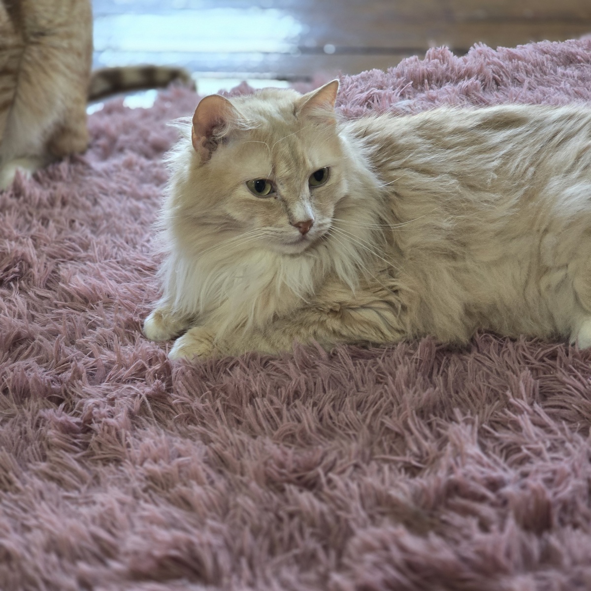 Персик на розовом пледе, пушистый и задумчивый