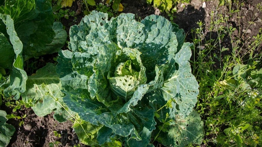 Так выглядит грядка после одной ночи работы слизней