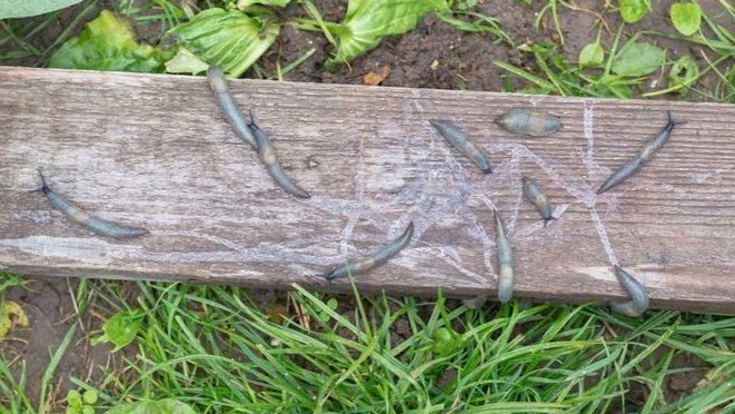 Под одной доской за ночь собирается до 40–60 особей