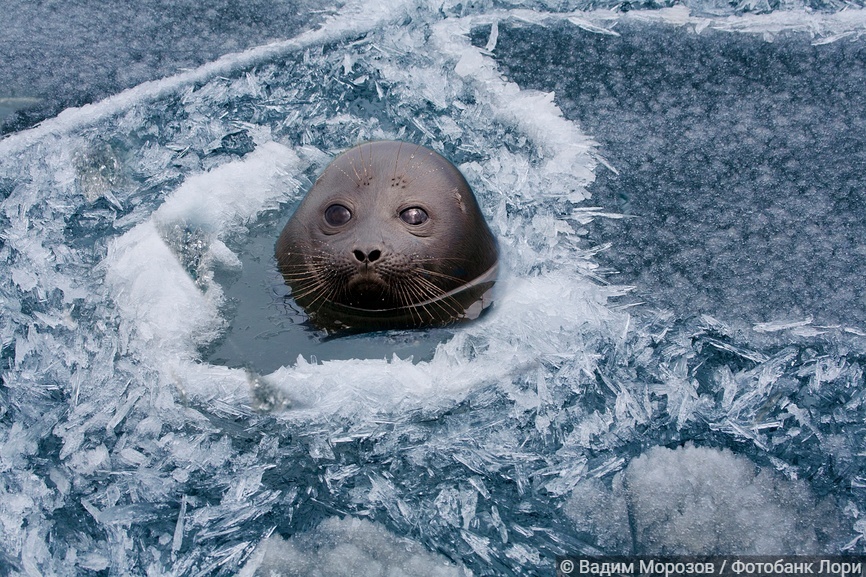 Байкальская нерпа выглядывает из лунки