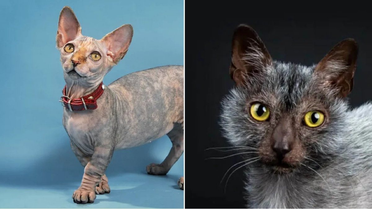 Необычные кошки