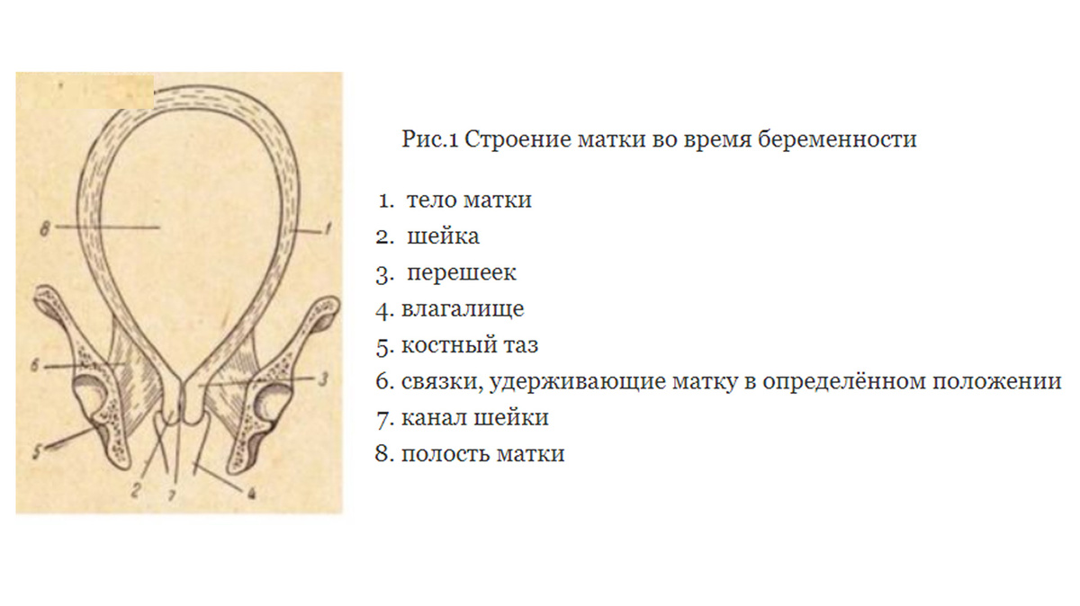 строение матки во время беременности
