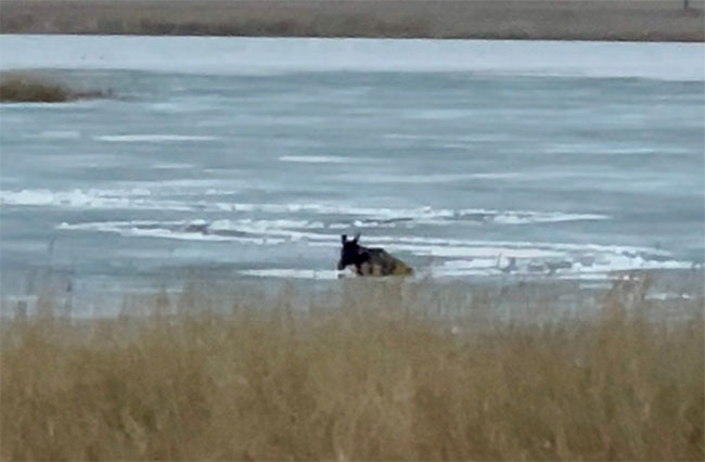 Челябинские охотники спасли провалившуюся под лед лосиху