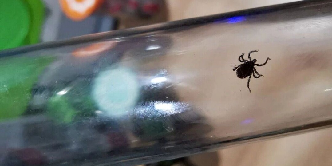 Клещевой сезон-2026: 125 пострадавших и смертельная опасность в сыром молоке