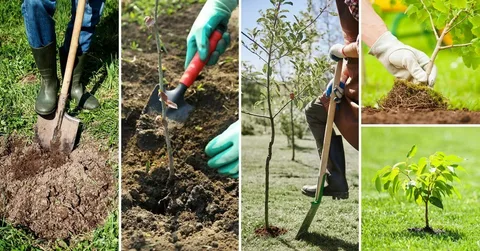 «Сажаю саженец яблони весной: мои руки с корнями»