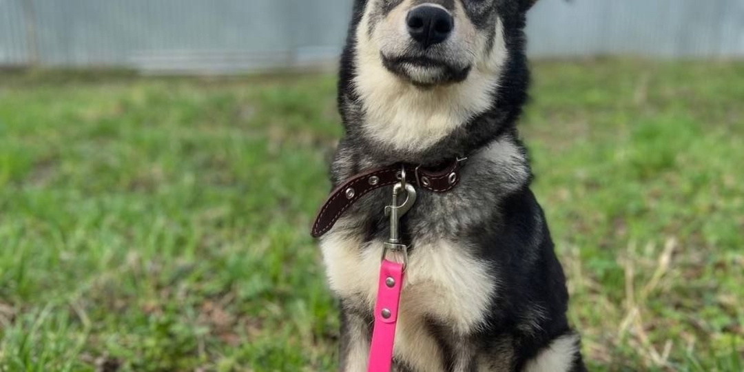 Попытка номер 2! Повезет или нет - вот в чем вопрос 🤔