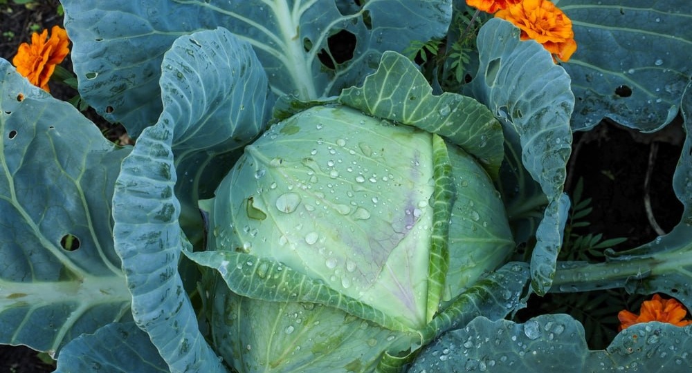 💡 Несмотря на то, что капустой не прочь полакомиться многие живые организмы, это непростая для них задача, т