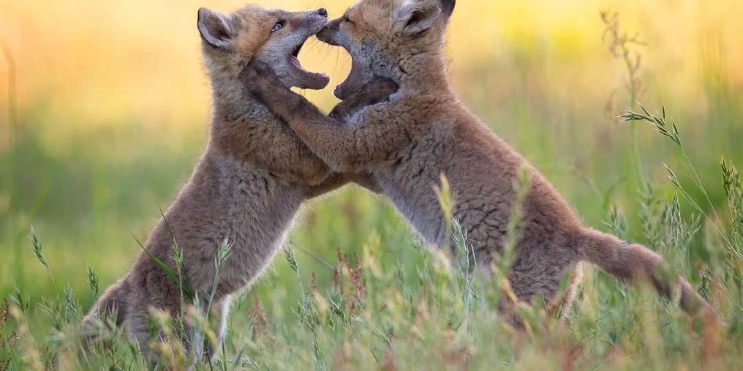 Впервые на территории Донецкой Народной Республики (ДНР) будет осуществлен аудит диких животных.