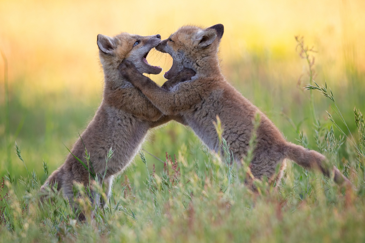 <a href="https://ru.freepik.com/free-photo/baby-foxes-with-beige-fur-fighting-with-each-other-grasses_10722512.htm">Изображение от wirestock на Freepik</a>